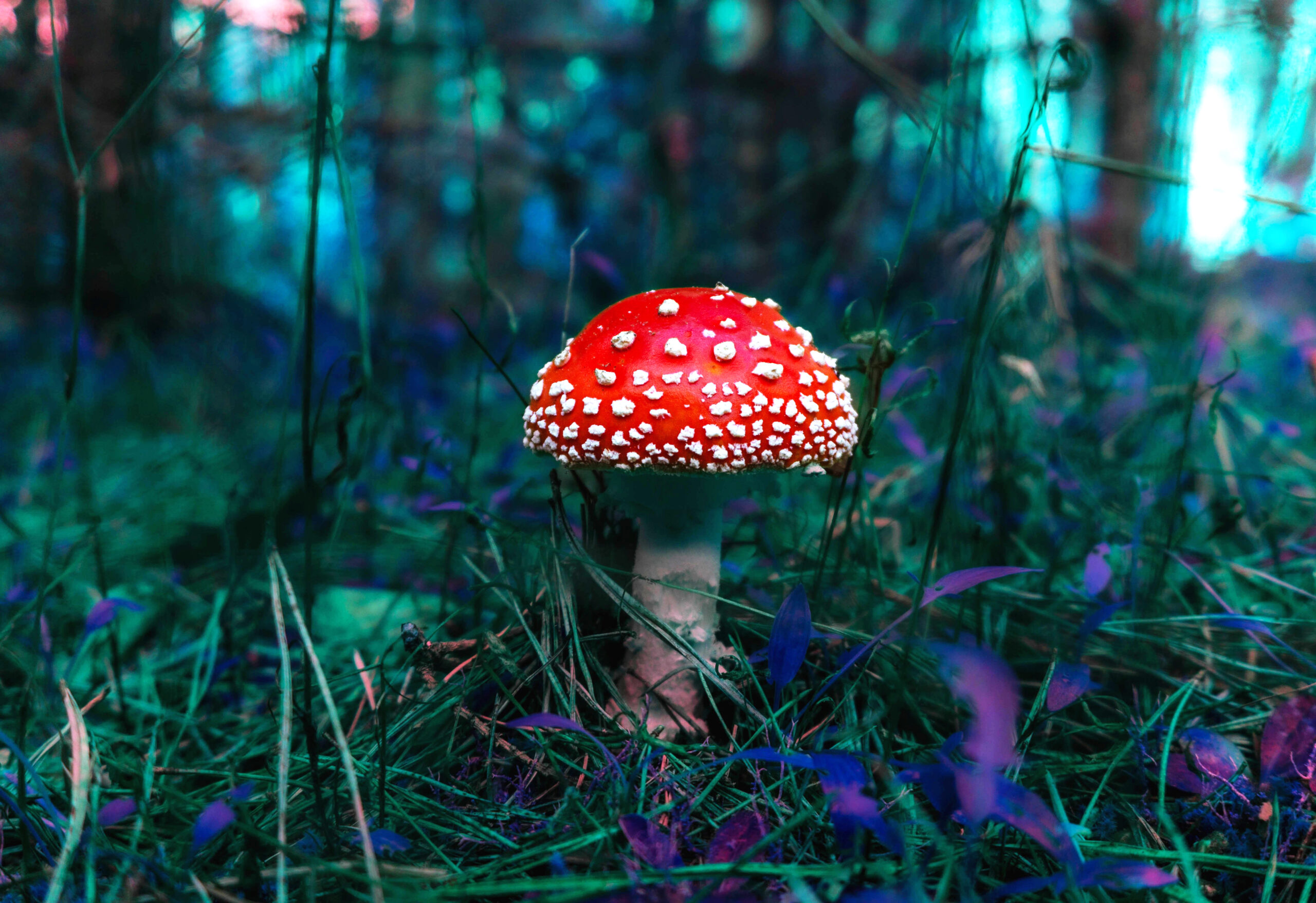 МУХОМОР ЗНИЩУЄ ІЛЮЗІЇ, ЯКІ ОБМЕЖУЮТЬ НАШЕ БАЧЕННЯ